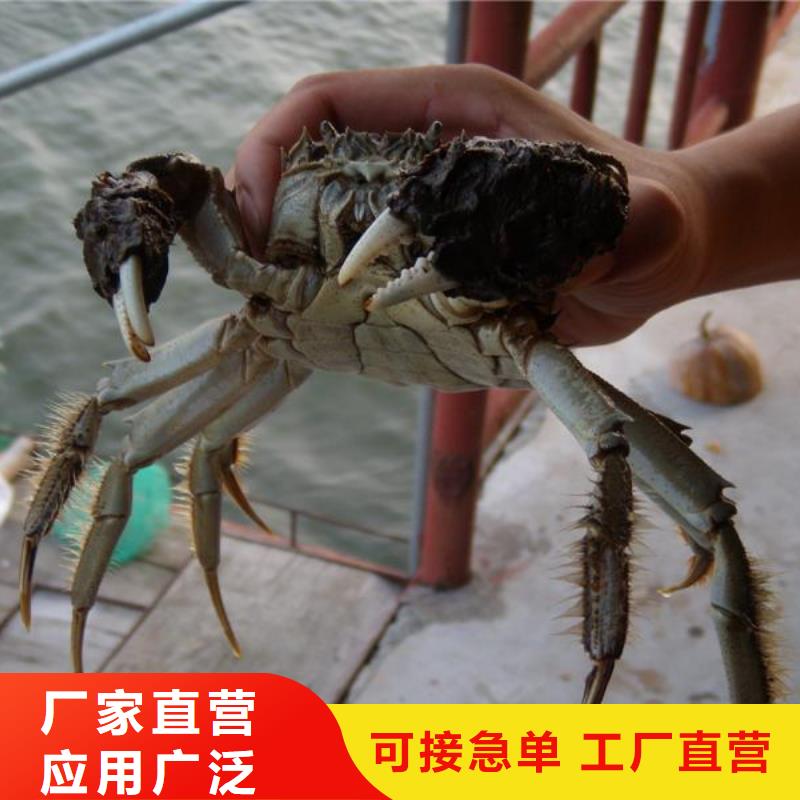 西藏精心选材(顾记)当雄阳澄湖大闸蟹养殖商