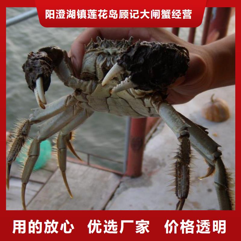吉林厂家精选(顾记)绿园区阳澄湖吃大闸蟹哪里好