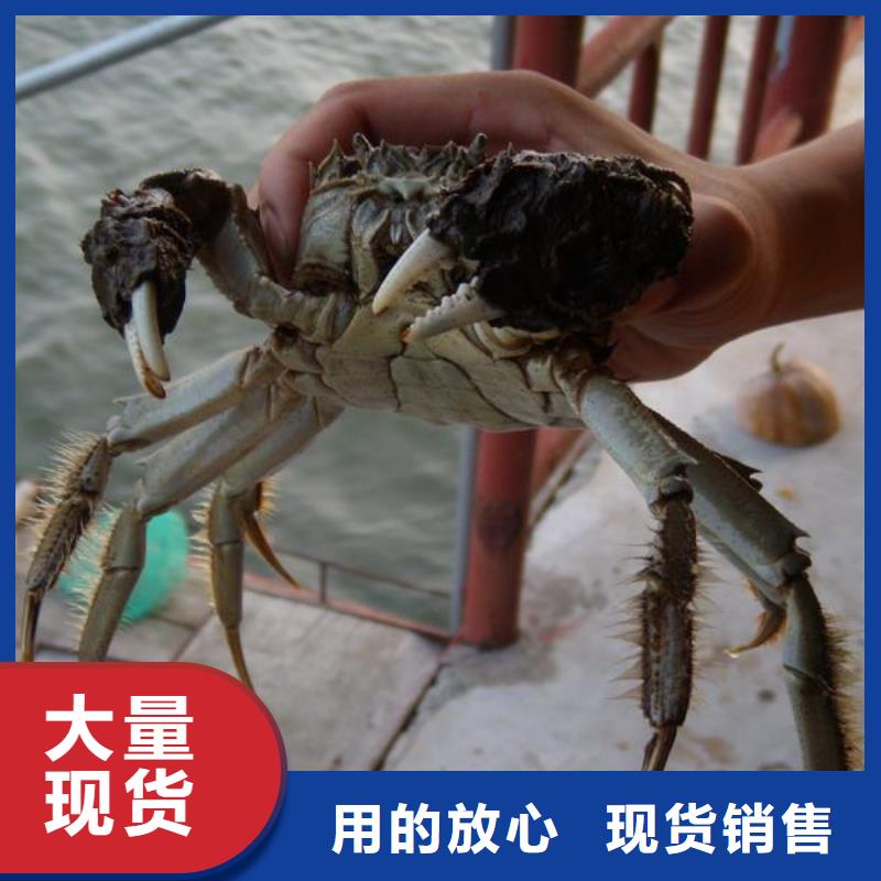 广东优势《顾记》网上订购大闸蟹