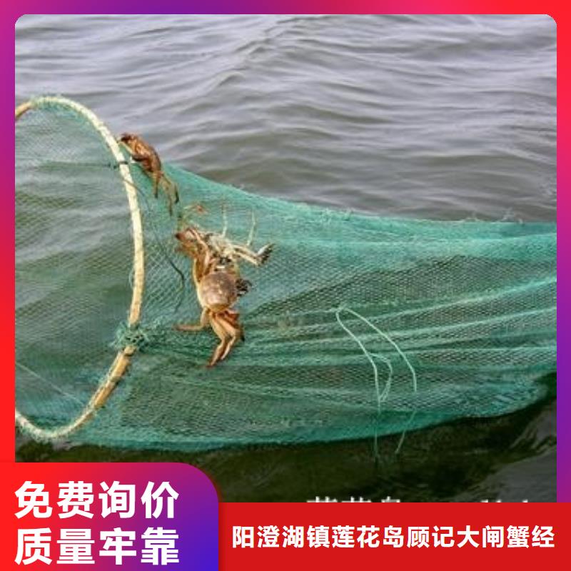 西藏高性价比【顾记】墨竹工卡阳澄湖大闸蟹肉质紧实饱满