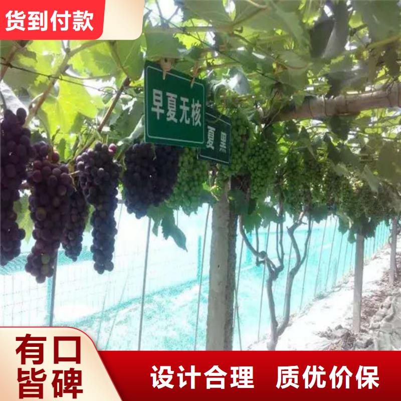 京亚葡萄苗厂家-找广祥农业科技有限公司