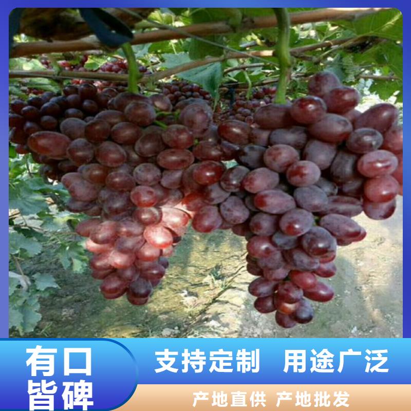(广祥)任县占地葡萄树批发价格