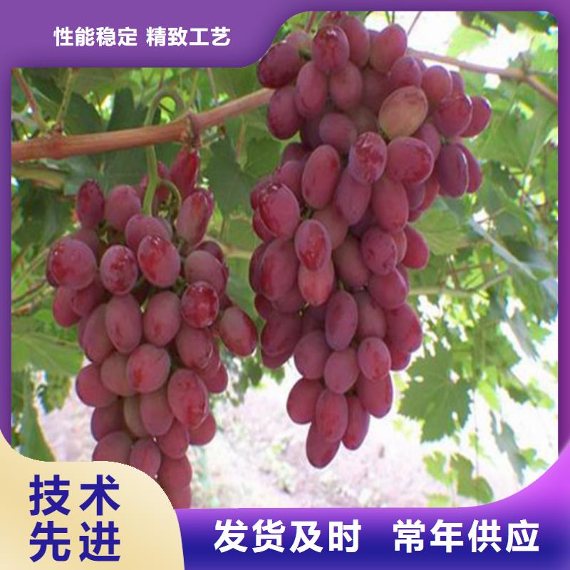 优质原料(广祥)常年供应红宝石葡萄苗-现货供应