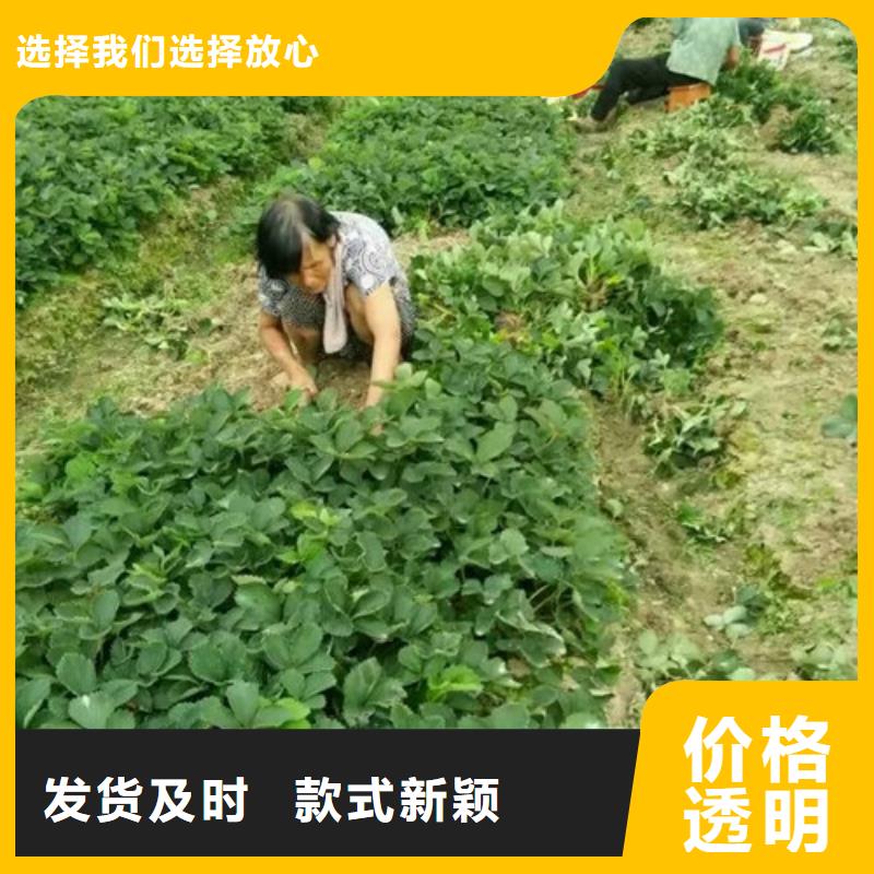 【草莓苗樱桃苗工厂批发】