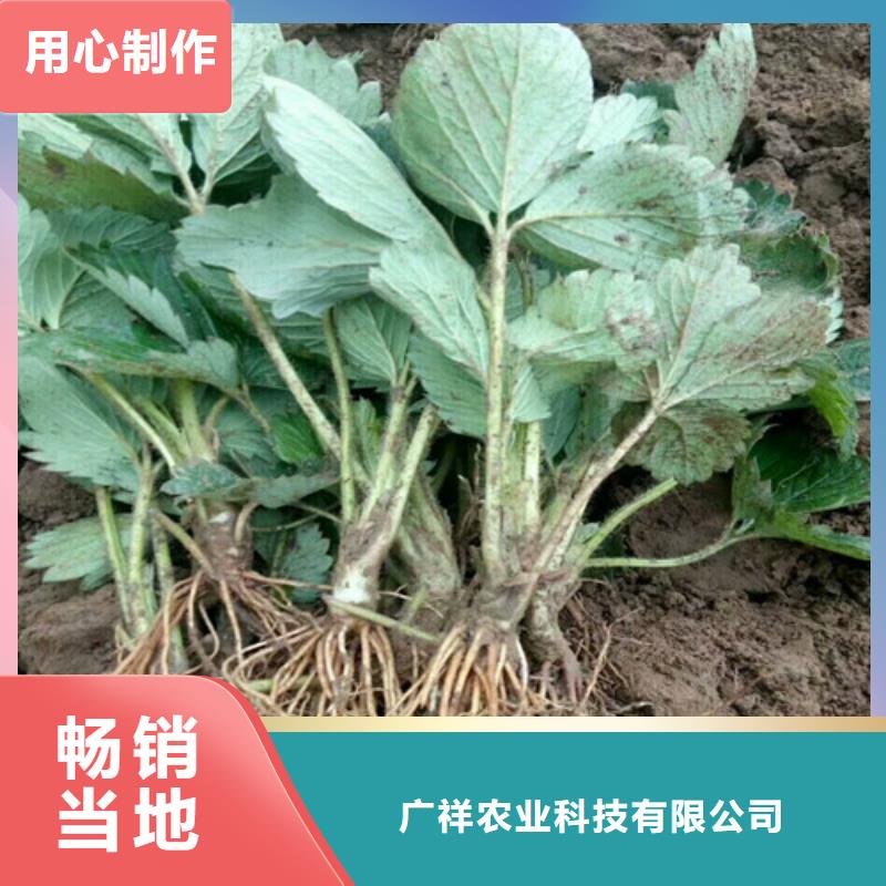 草莓苗黑珍珠草莓苗老品牌廠家