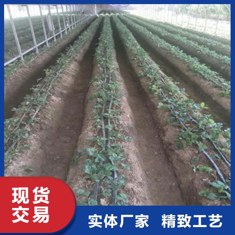 【草莓苗无花果树苗多种场景适用】