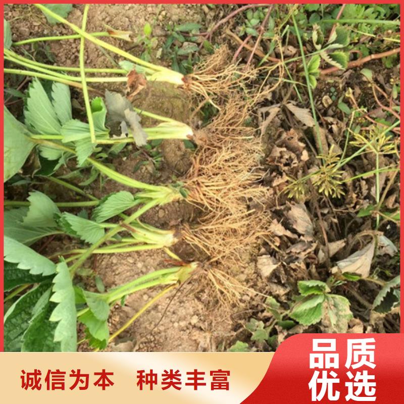 【草莓苗无花果树苗多种场景适用】