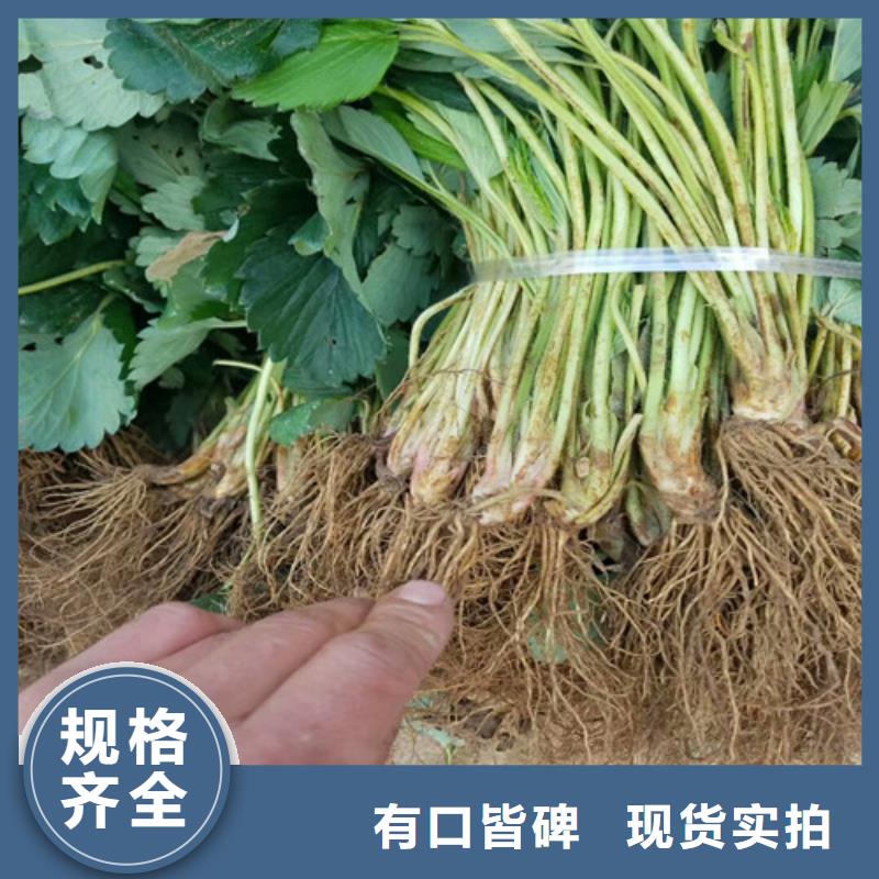 草莓苗-艾琳娜西梅树苗品种全