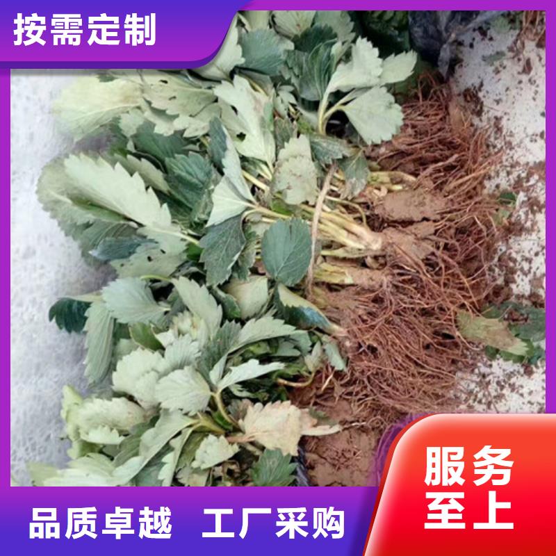 草莓苗毛蟠桃树苗源头把关放心选购