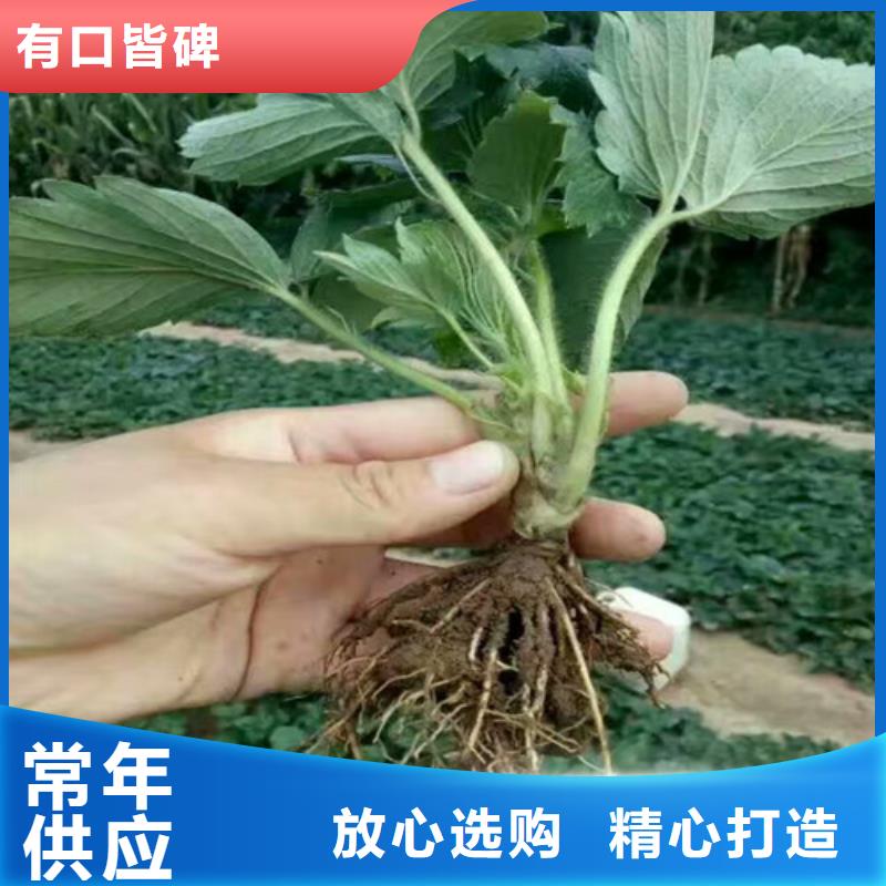 草莓苗-艾琳娜西梅树苗品种全