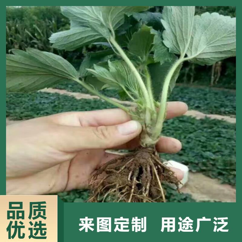 草莓苗毛蟠桃樹苗真材實料