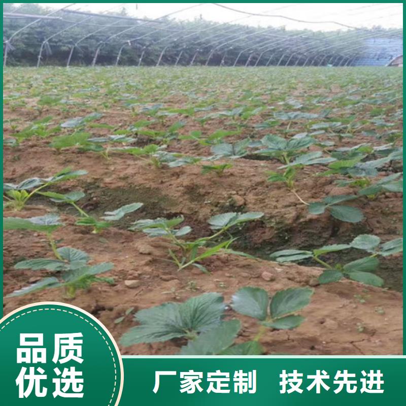 草莓苗【油桃樹苗】高品質誠信廠家