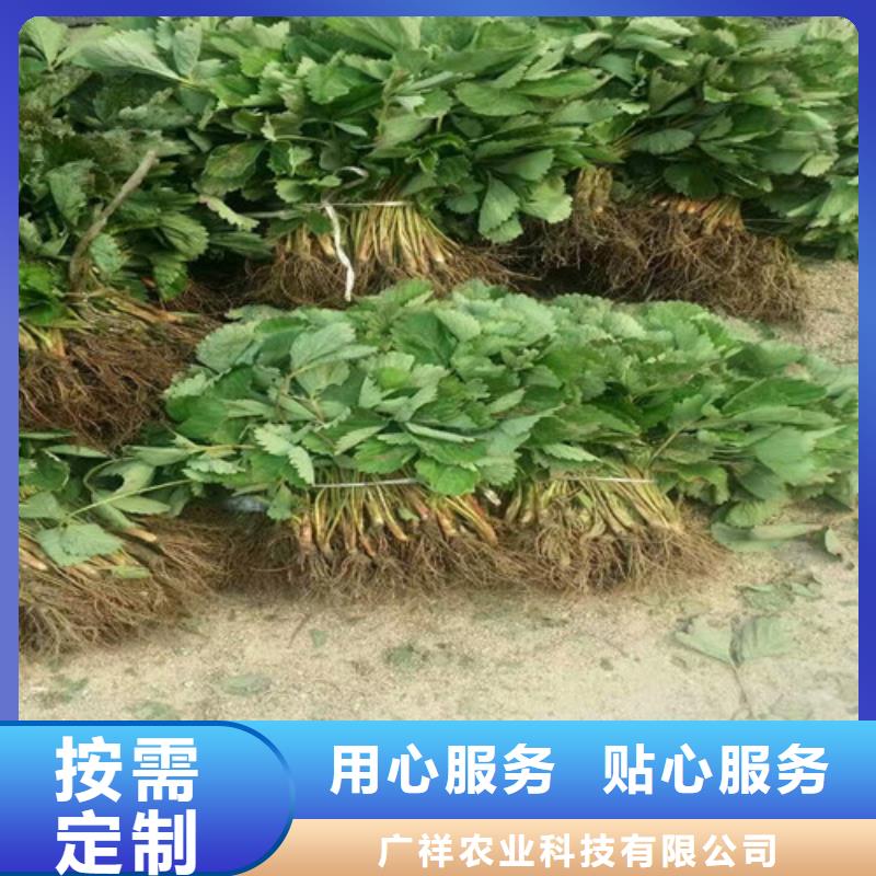草莓苗【油桃樹苗】高品質誠信廠家