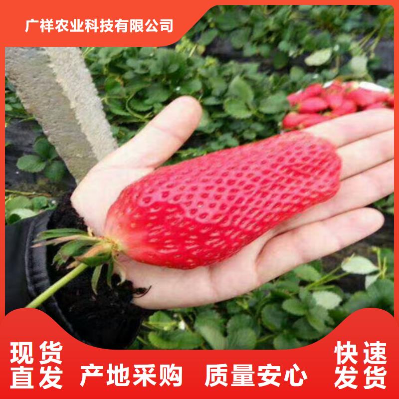 【草莓苗无花果树苗多种场景适用】