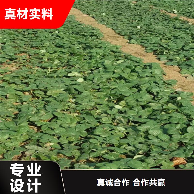 草莓苗黃金蘋果樹苗實力公司