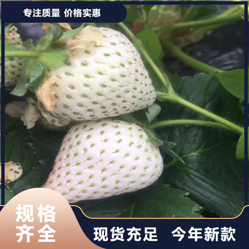 草莓苗黑珍珠草莓苗老品牌廠家