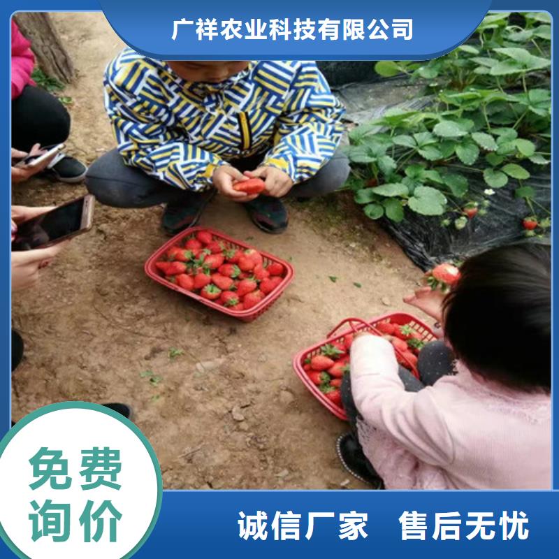 草莓苗黑珍珠草莓苗老品牌廠家