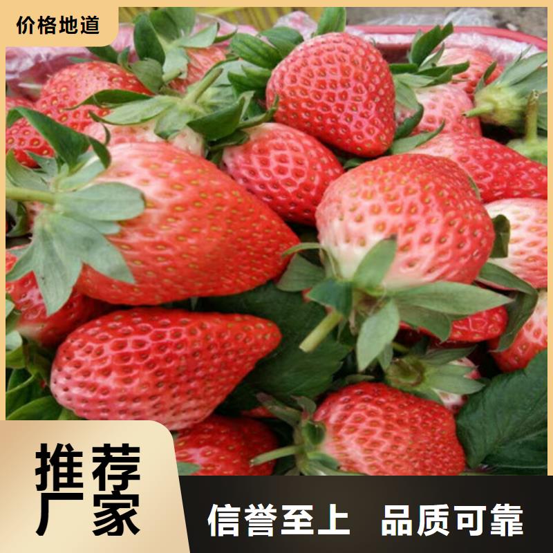 草莓苗【草莓苗价格】高品质诚信厂家