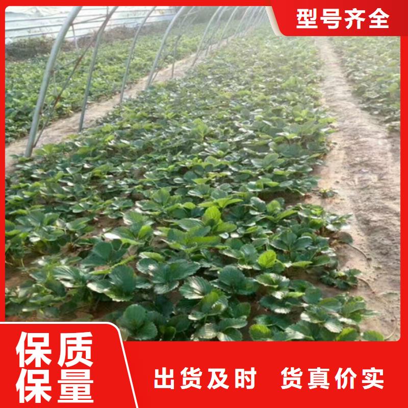 草莓苗【油桃樹苗】高品質誠信廠家