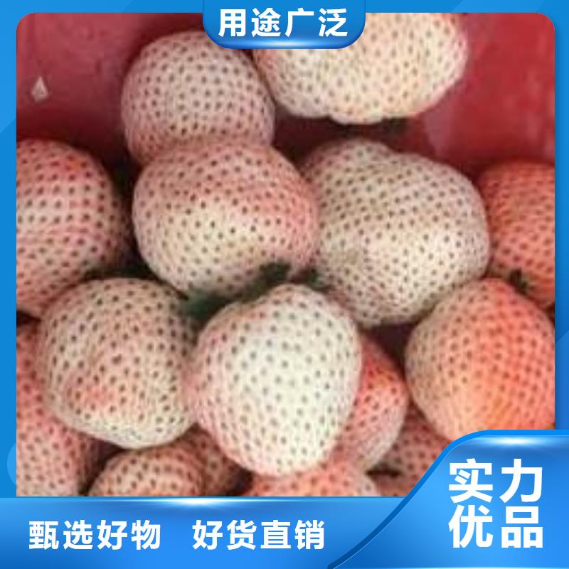 草莓苗黃金蘋果樹苗實力公司