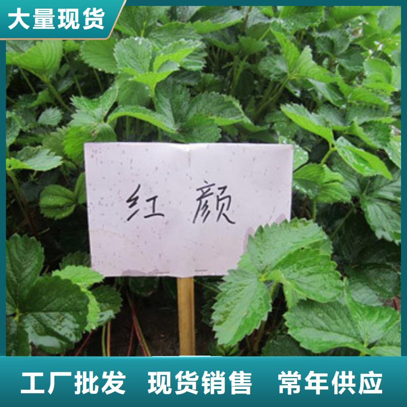 草莓苗黑珍珠草莓苗老品牌廠家