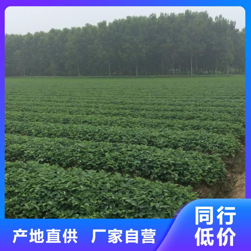 草莓苗【油桃樹苗】高品質誠信廠家