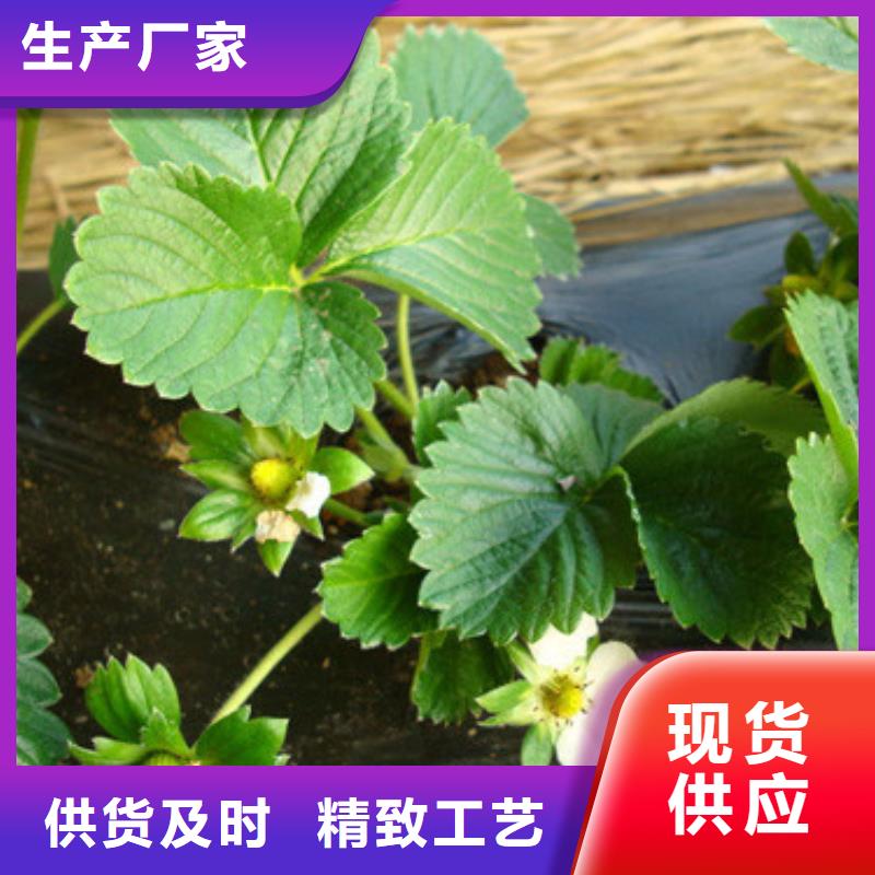 草莓苗毛蟠桃樹苗真材實料