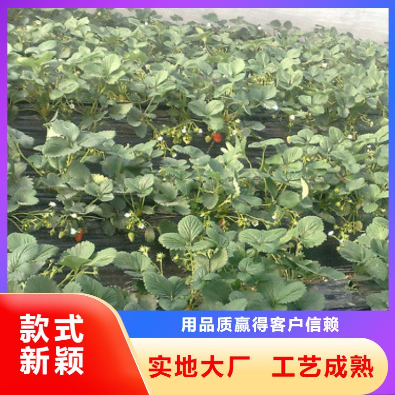 草莓苗【油桃樹苗】高品質誠信廠家