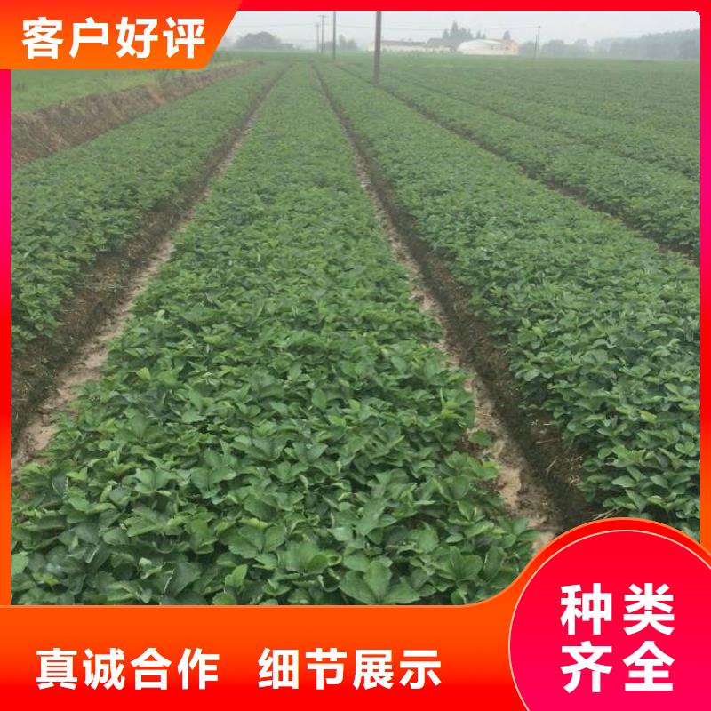 草莓苗黑珍珠草莓苗老品牌廠家