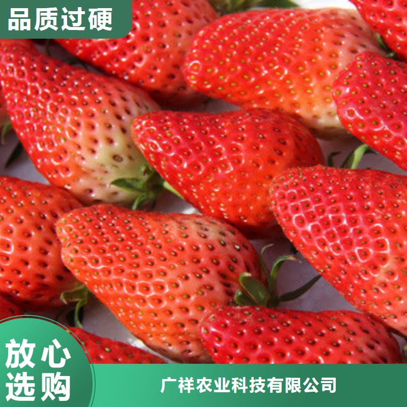 草莓苗毛蟠桃樹苗真材實料