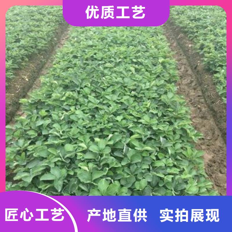 草莓苗黃金蘋果樹苗實力公司