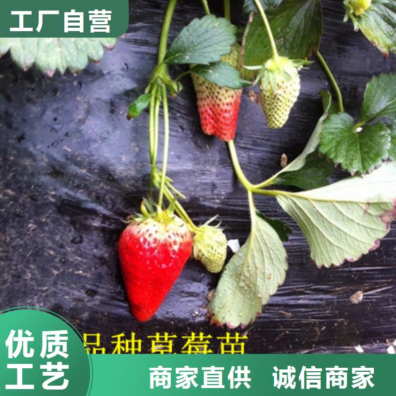 草莓苗红富士苹果树苗好产品有口碑