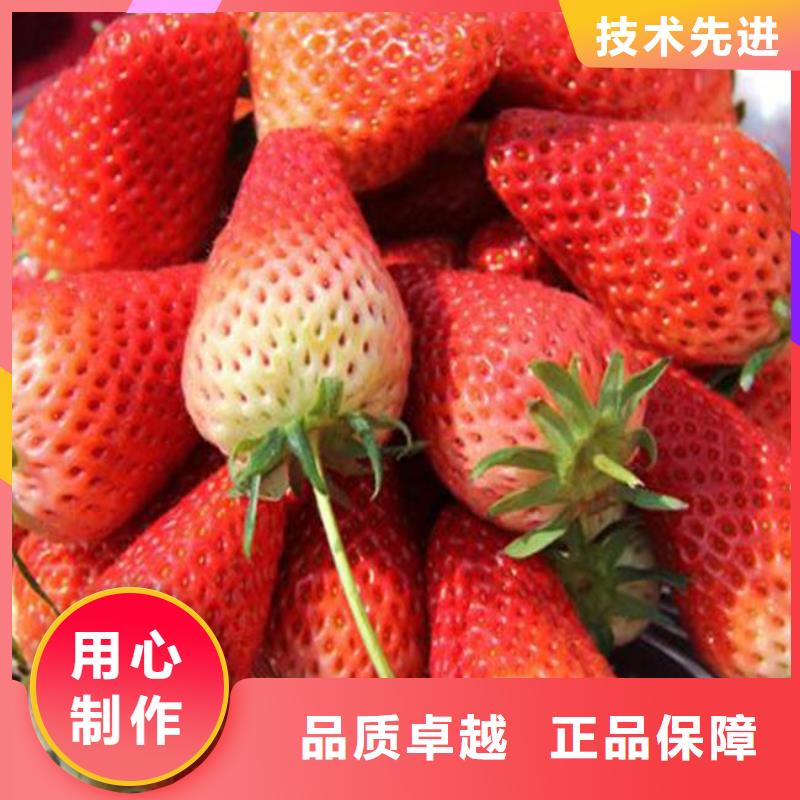严格把控每一处细节【广祥】法兰地草莓苗-欢迎新老客户实地考察