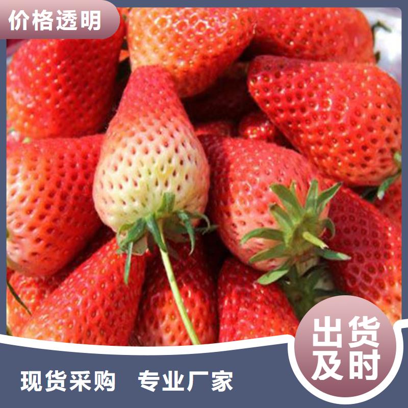白草莓苗厂家供应