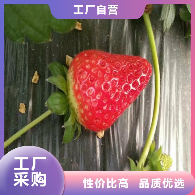 《广祥》威县章姬草莓苗种植基地
