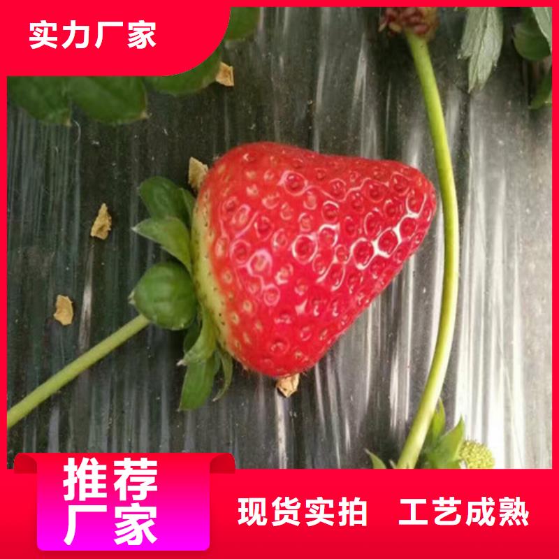 满足客户所需[广祥]白果草莓苗价格多少