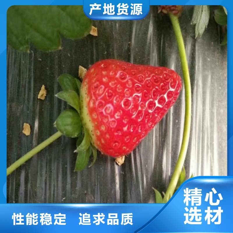 <广祥>金湖草莓苗品种价格多少