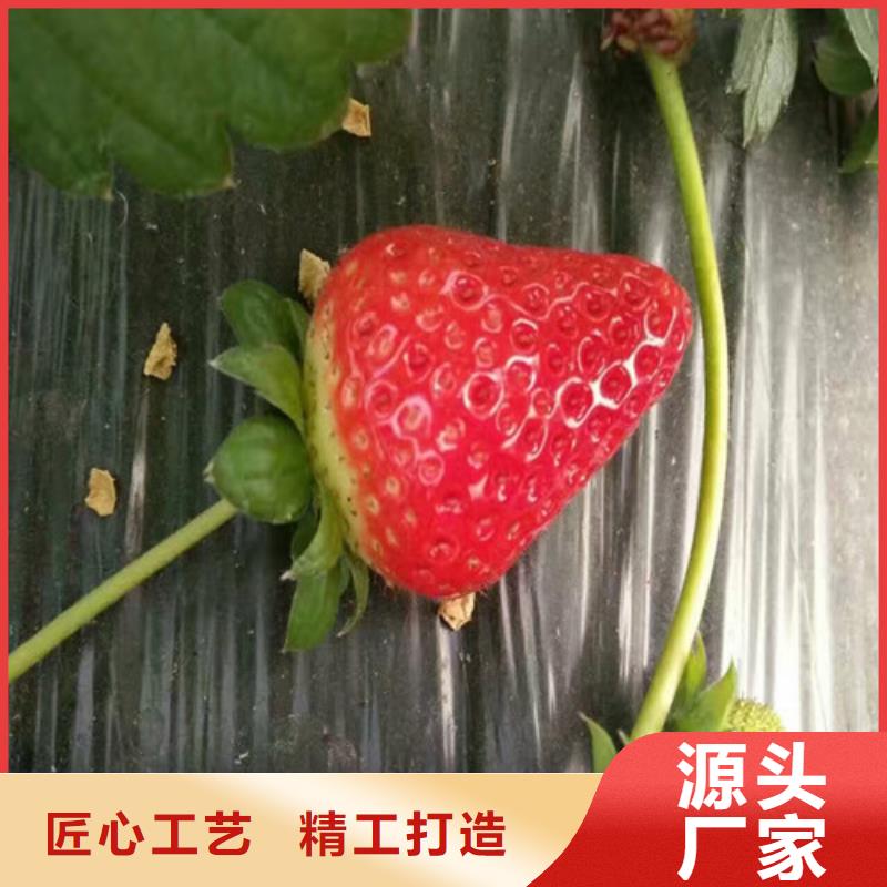 二道草莓苗图片