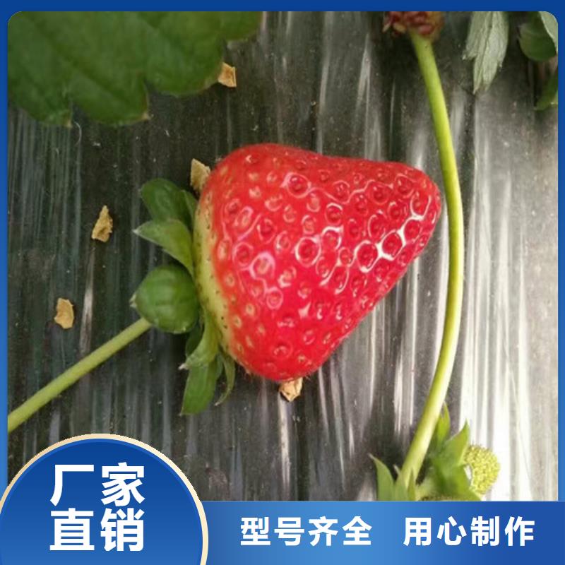 实力优品<广祥>牛奶草莓苗品种选择