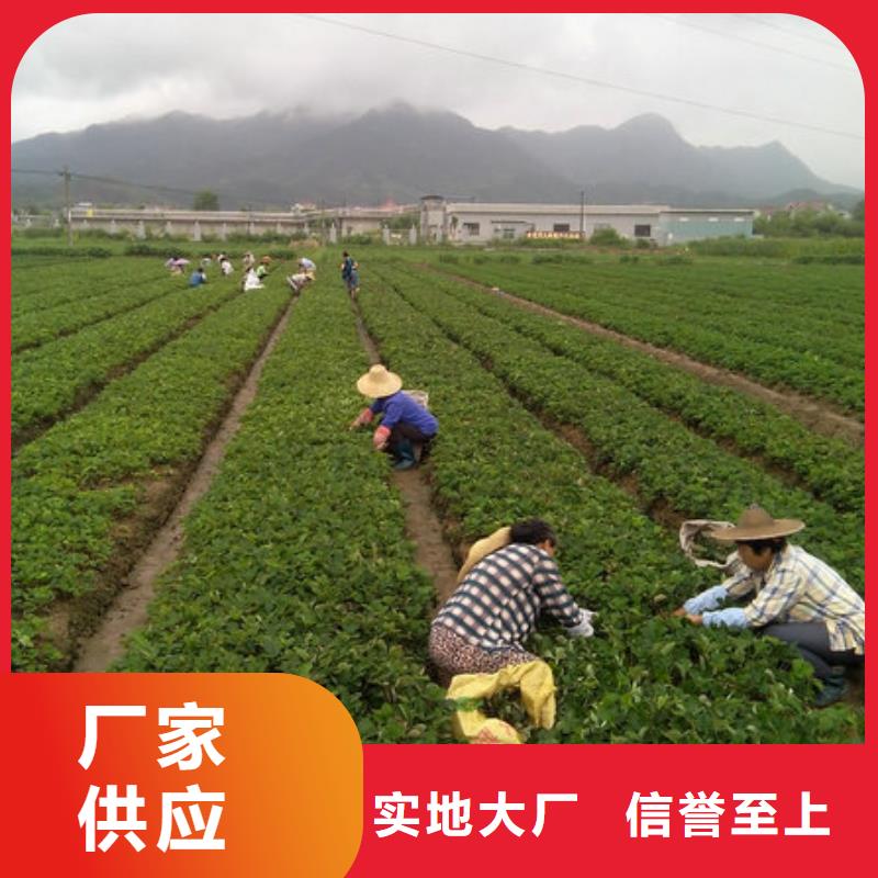 源头厂源头货【广祥】四季草莓苗种植条件