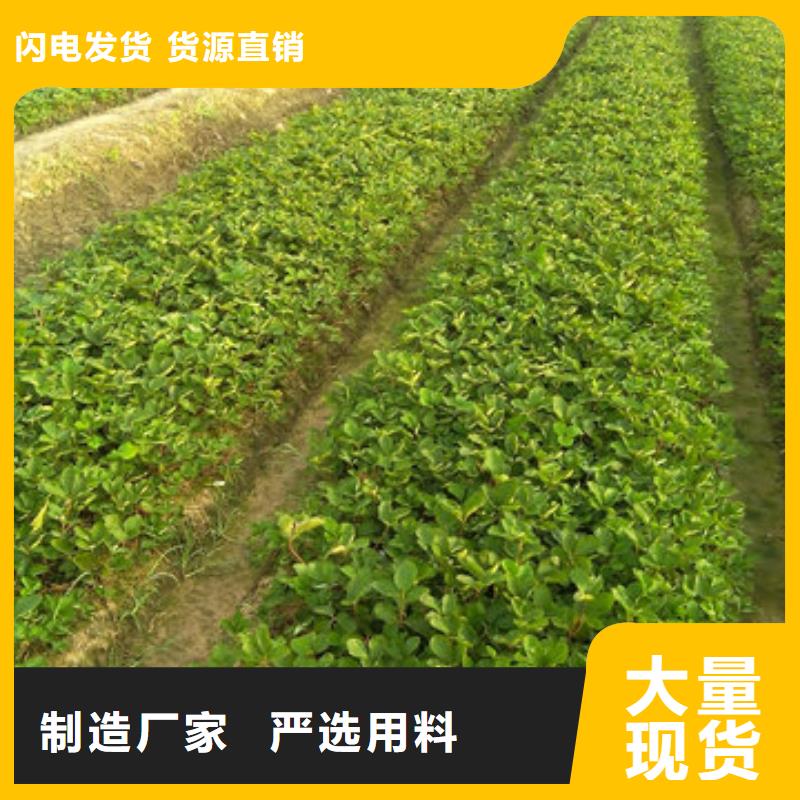 潮阳宁玉草莓苗现货供应_广祥农业科技有限公司