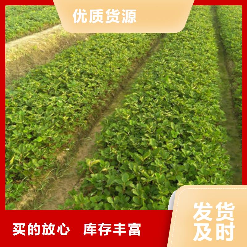[广祥]清河脱毒草莓苗种植品种选择