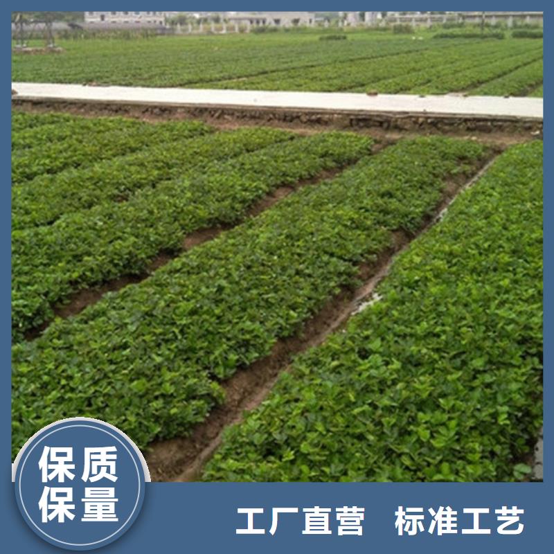 草莓苗品种低价批发