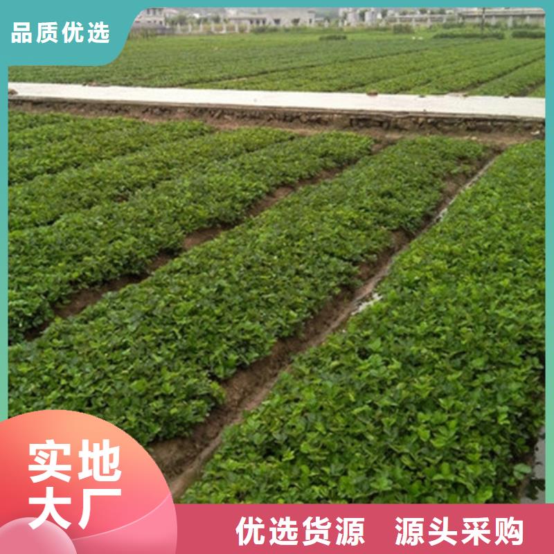 《广祥》威县章姬草莓苗种植基地