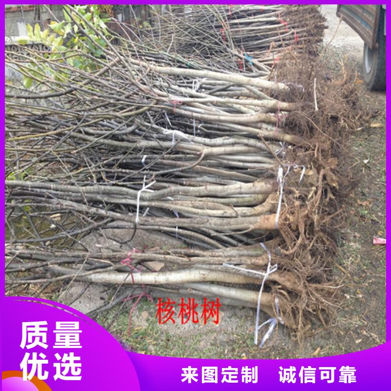 核桃苗梨樹苗品質好才是硬道理