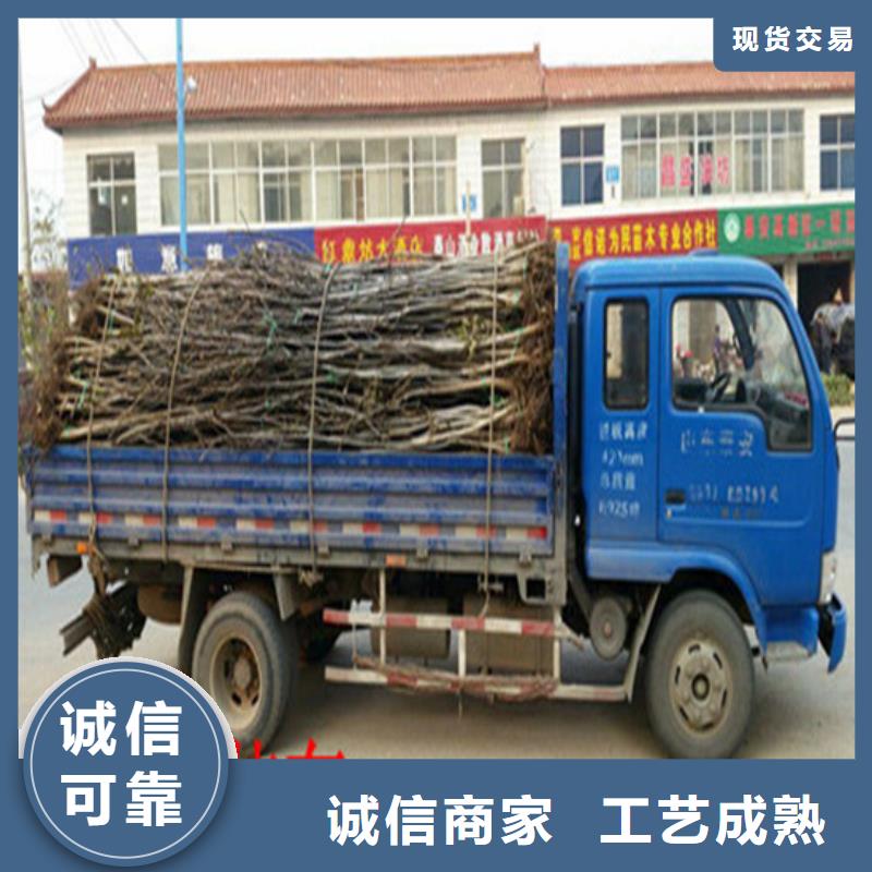 核桃苗蘋果苗基地用心服務