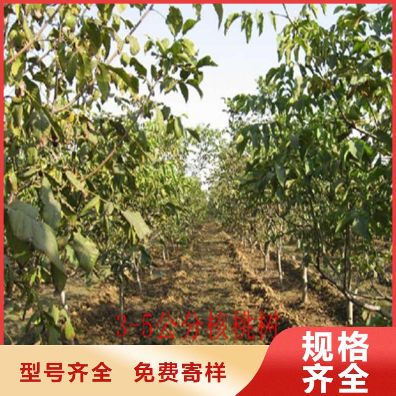 【核桃苗梨樹苗基地現貨交易】