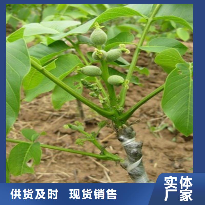 核桃苗紅油香椿樹(shù)苗可定制有保障