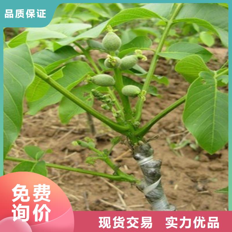 核桃苗果樹苗批發商