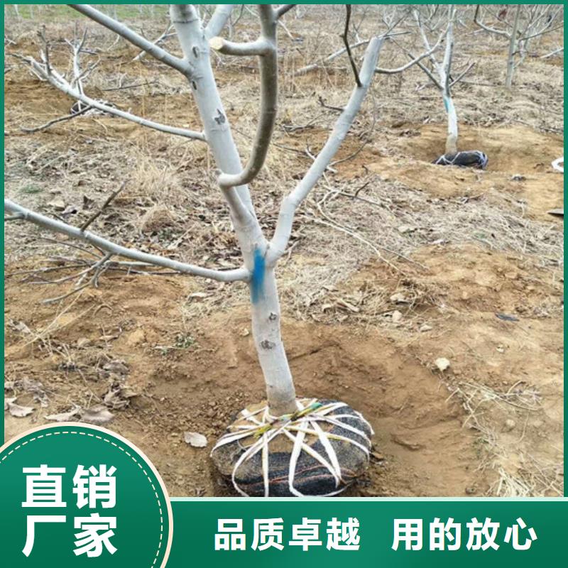 核桃苗軟籽石榴樹苗24小時(shí)下單發(fā)貨